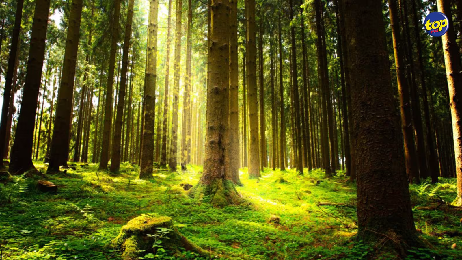 Environnement