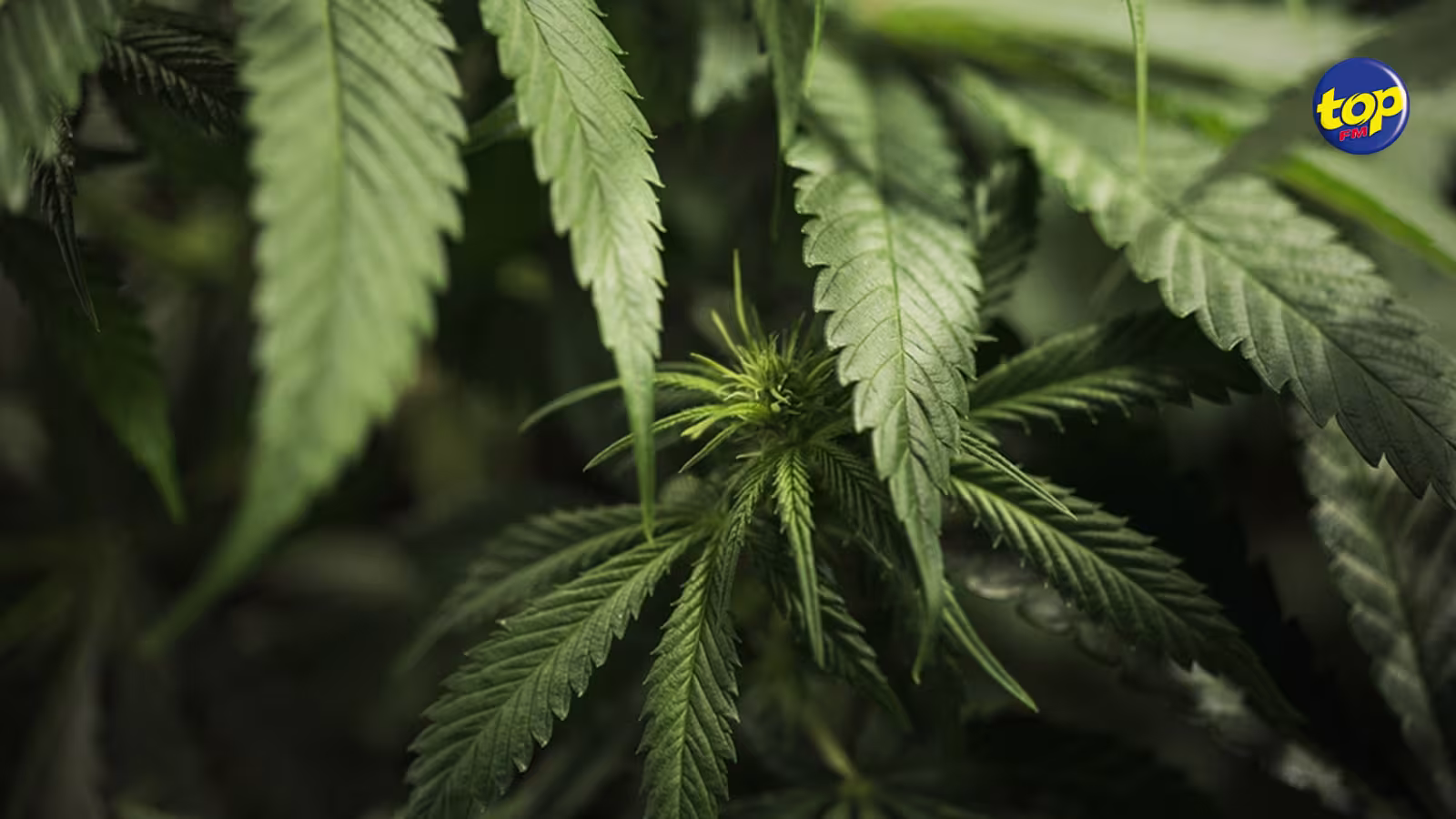 A Terre Rouge : Une certaine quantité de drogue retrouvée dans un sac dans la cour d’une fleuriste