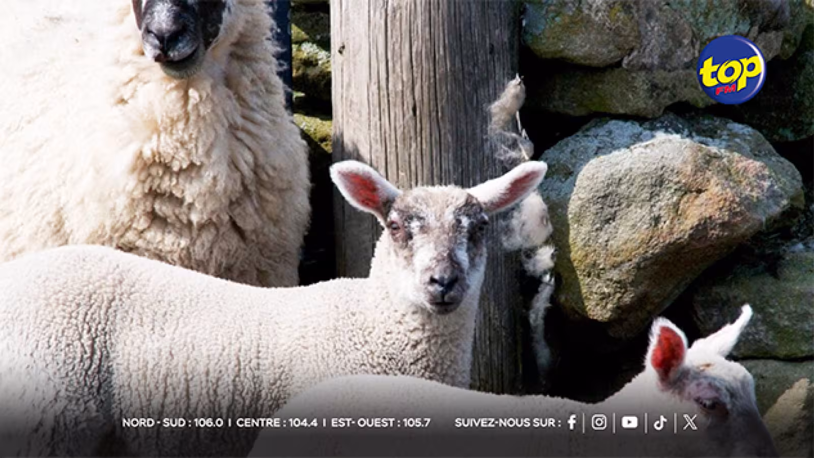 Fièvre aphteuse : Le Conseil des ministres renforce les mesures de précaution pour les importations d’animaux vivants en provenance d’Afrique du Sud