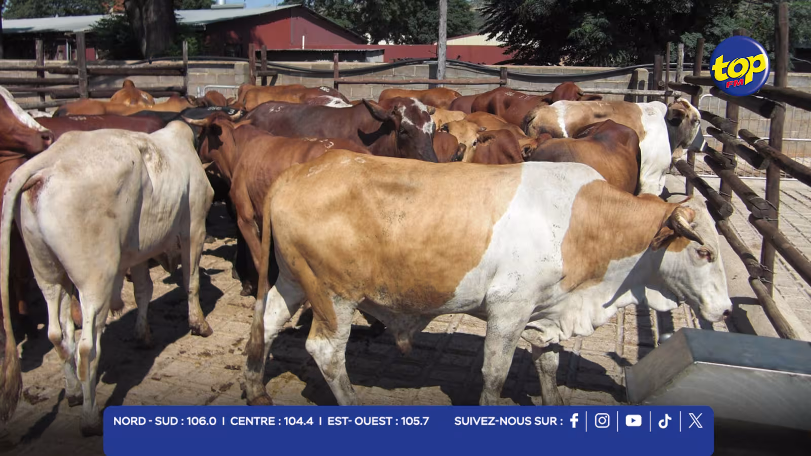Fièvre aphteuse en Afrique du Sud