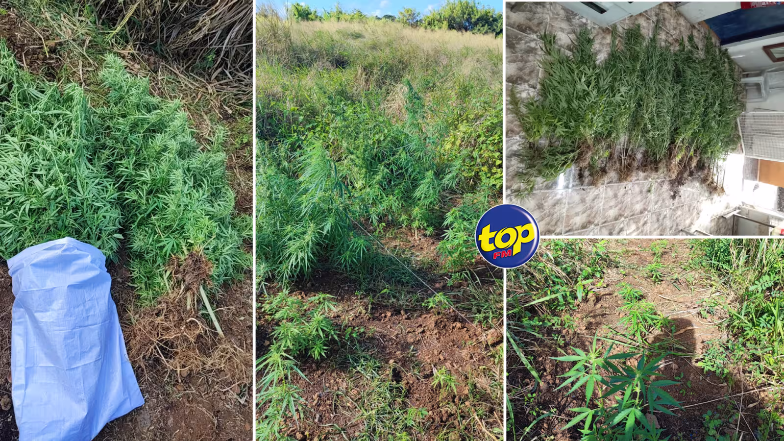 À Goodlands : Plusieurs plants de cannabis déracinés