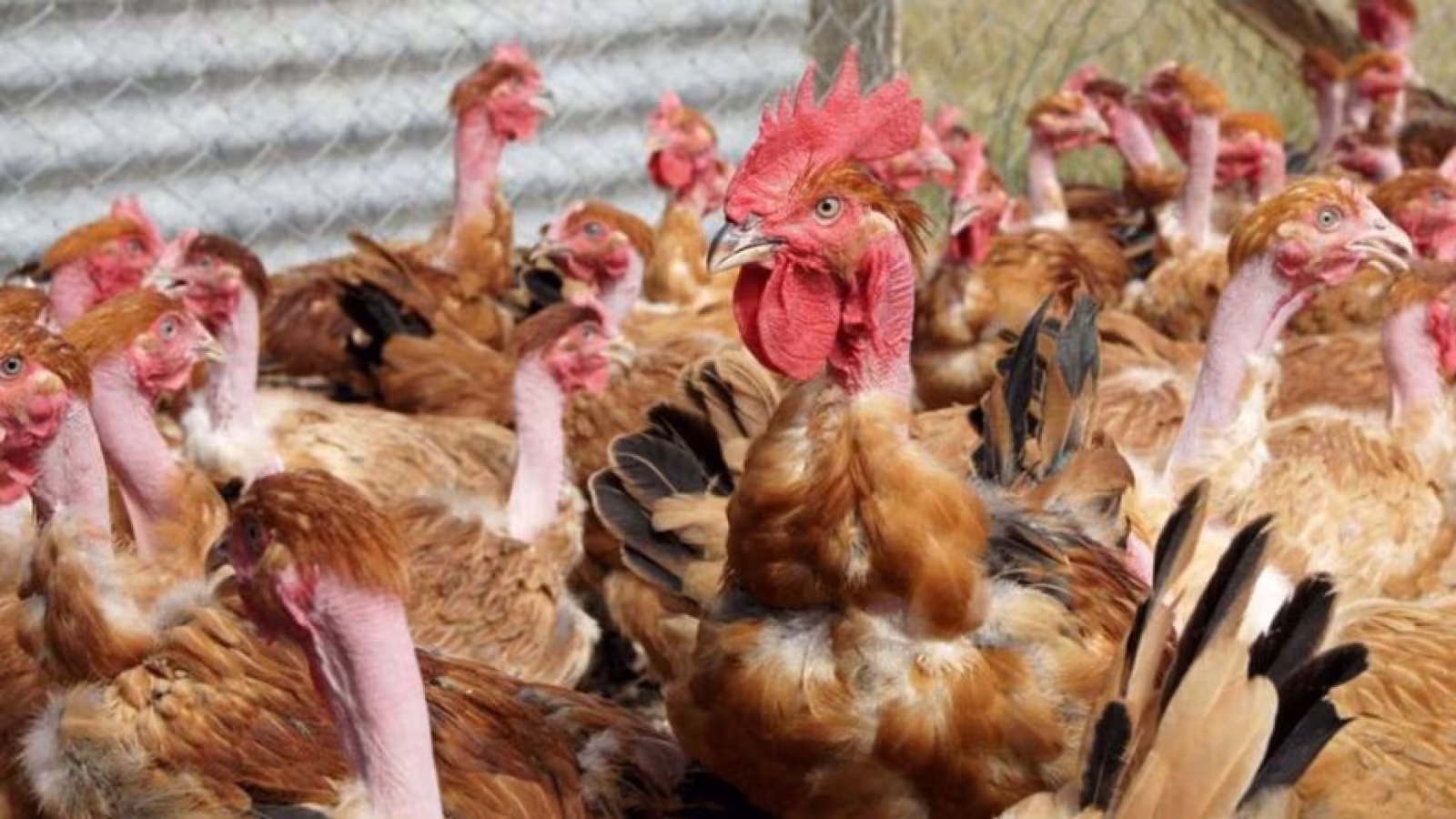 La grippe aviaire fait des ravages en Europe