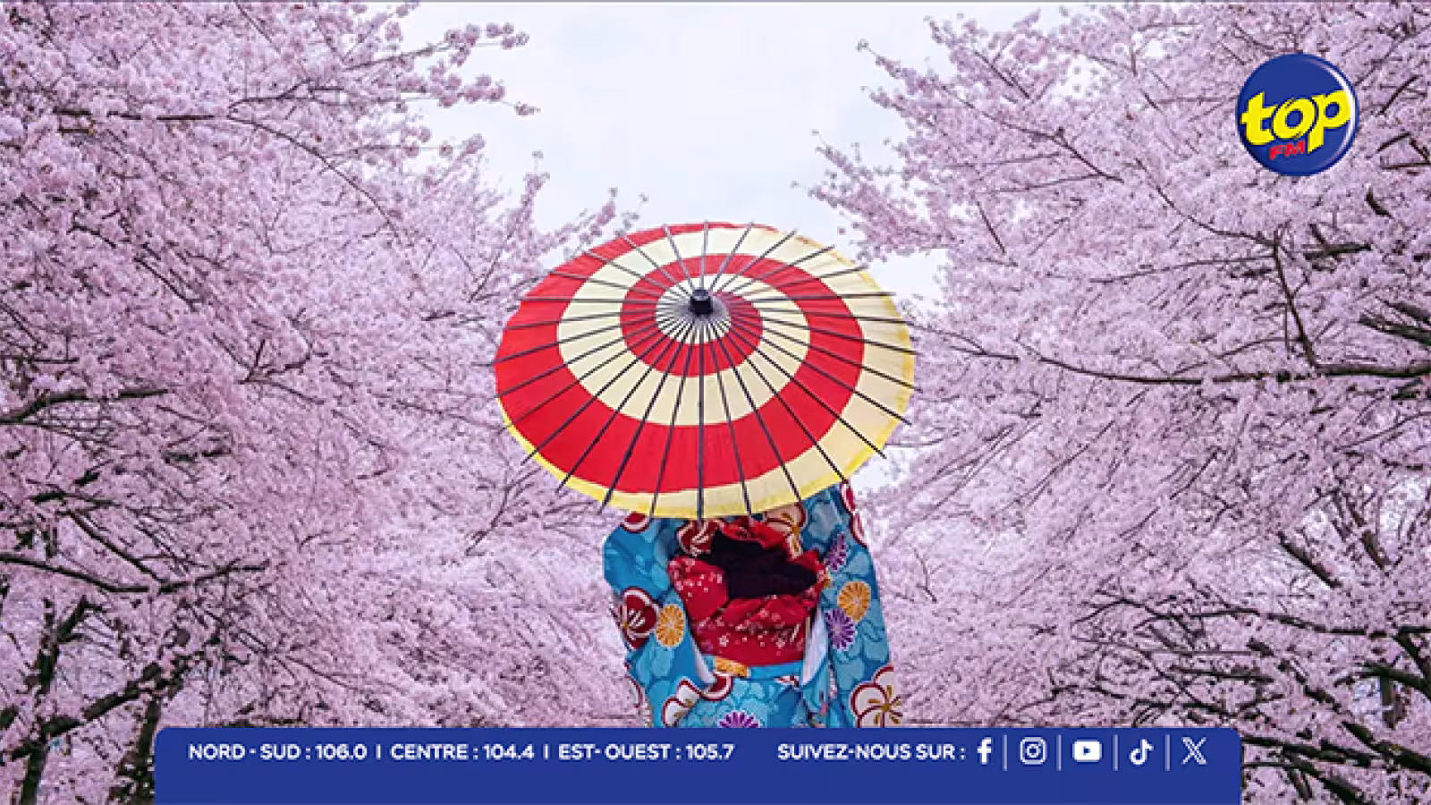 La magie des cerisiers en fleurs au Japon : une semaine pour célébrer la jeunesse et la fragilité de la vie