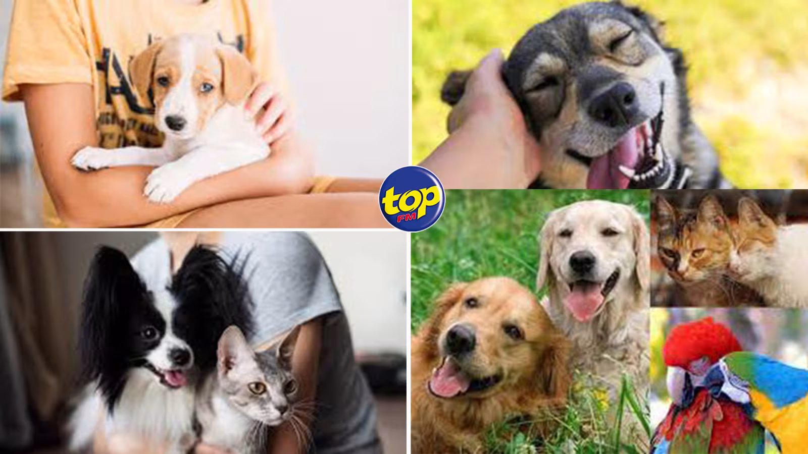 Célébrons nos animaux de compagnie en ce mardi 11 avril :  Une journée dédiée à nos amis les plus fidèles qui ont le pouvoir thérapeutique et apporte  de la magie dans notre vie