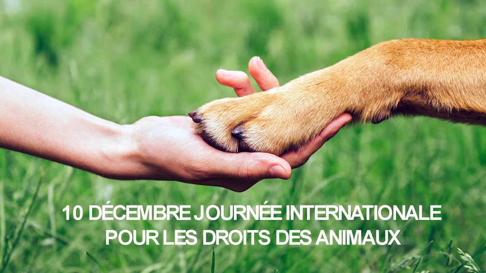 Journée internationale pour les droits des animaux