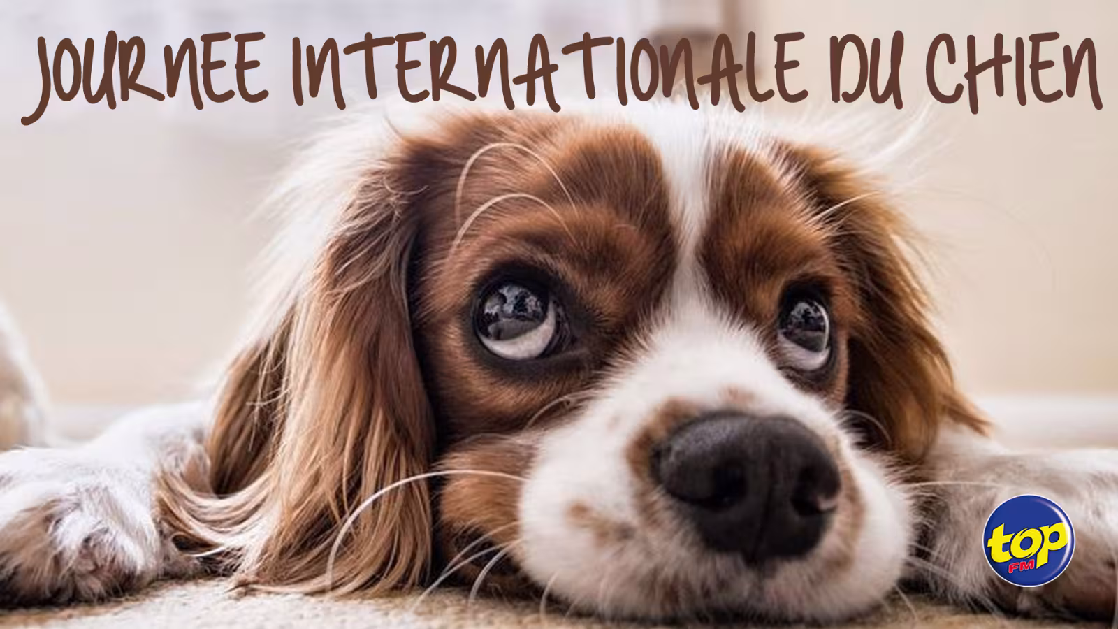 Journée internationale du chien : « Ene toutou li cuma ene membre de la famille, bizin traite li avec amour et affection ; arrêtez de les maltraiter, adoptez des chiens de rue ! », plaident les secouristes Pretty Saachi et Sameer Golam