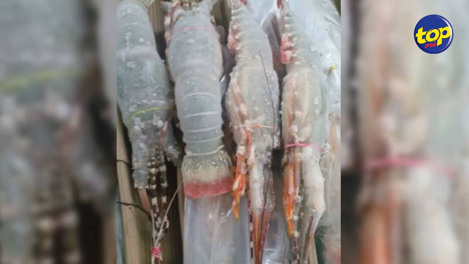 Dans un supermarché à Quatre Cocos : six homards d’une valeur de Rs 7 500 volés