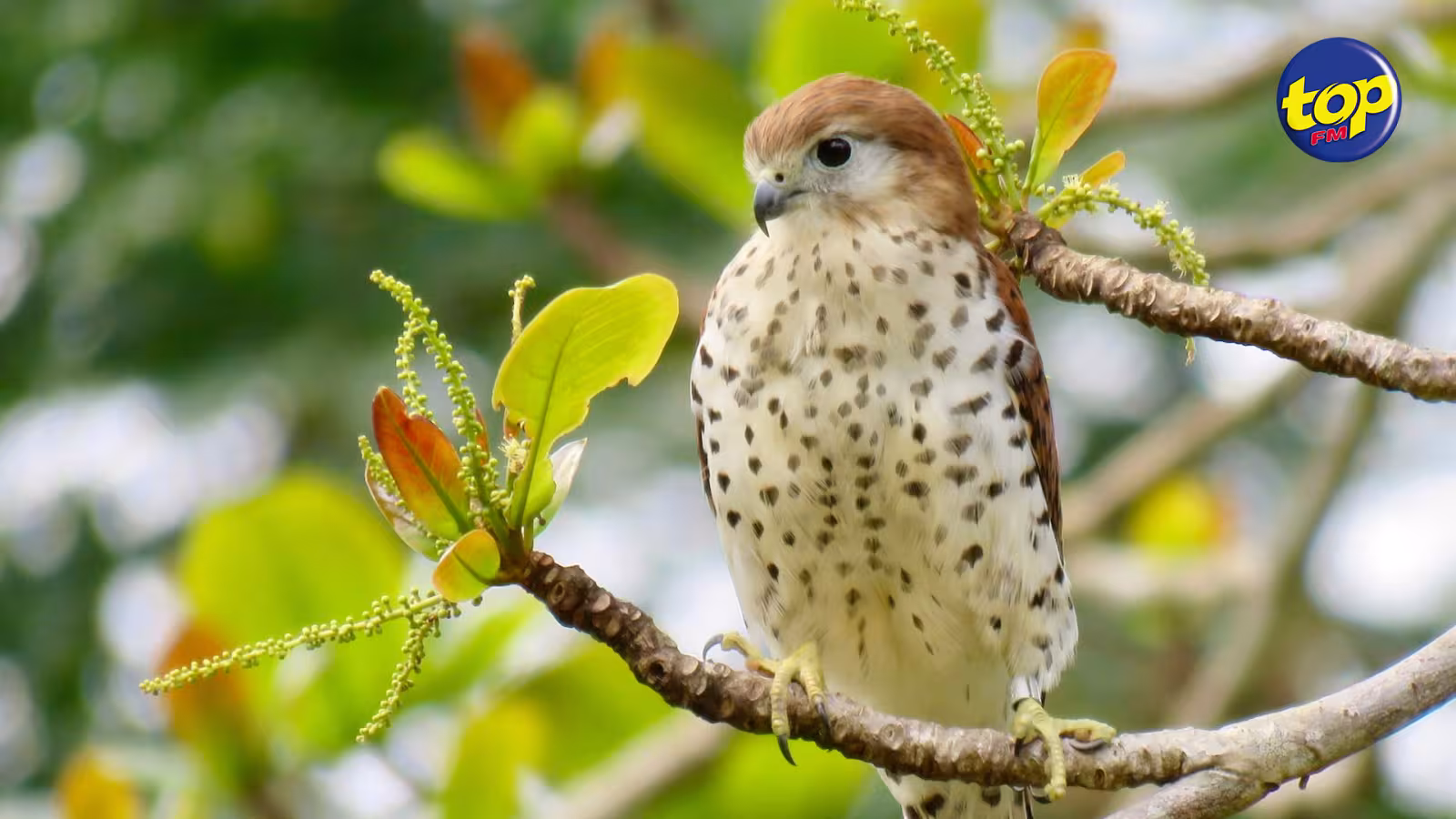 À partir de mars 2022 : La Mauritius Kestrel sera l’oiseau officiel de la République de Maurice