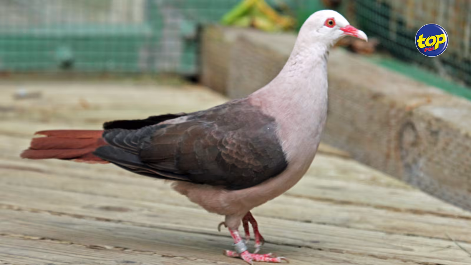 Oiseau endémique à Maurice : Le pigeon rose qui a échappé de peu à l’extinction continue de perdre sa diversité génétique
