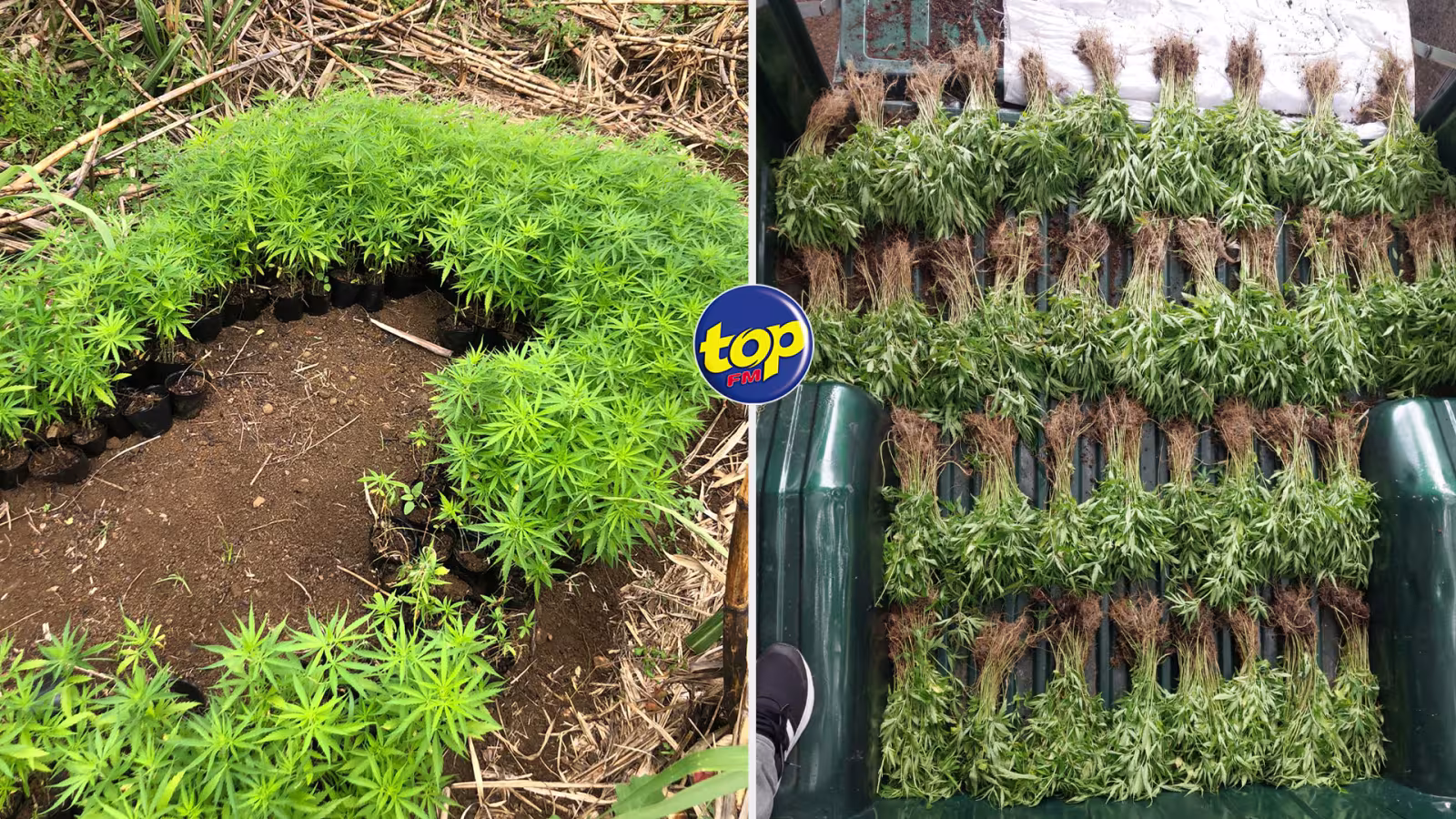 À Mount : 3 700 plants de cannabis déracinés