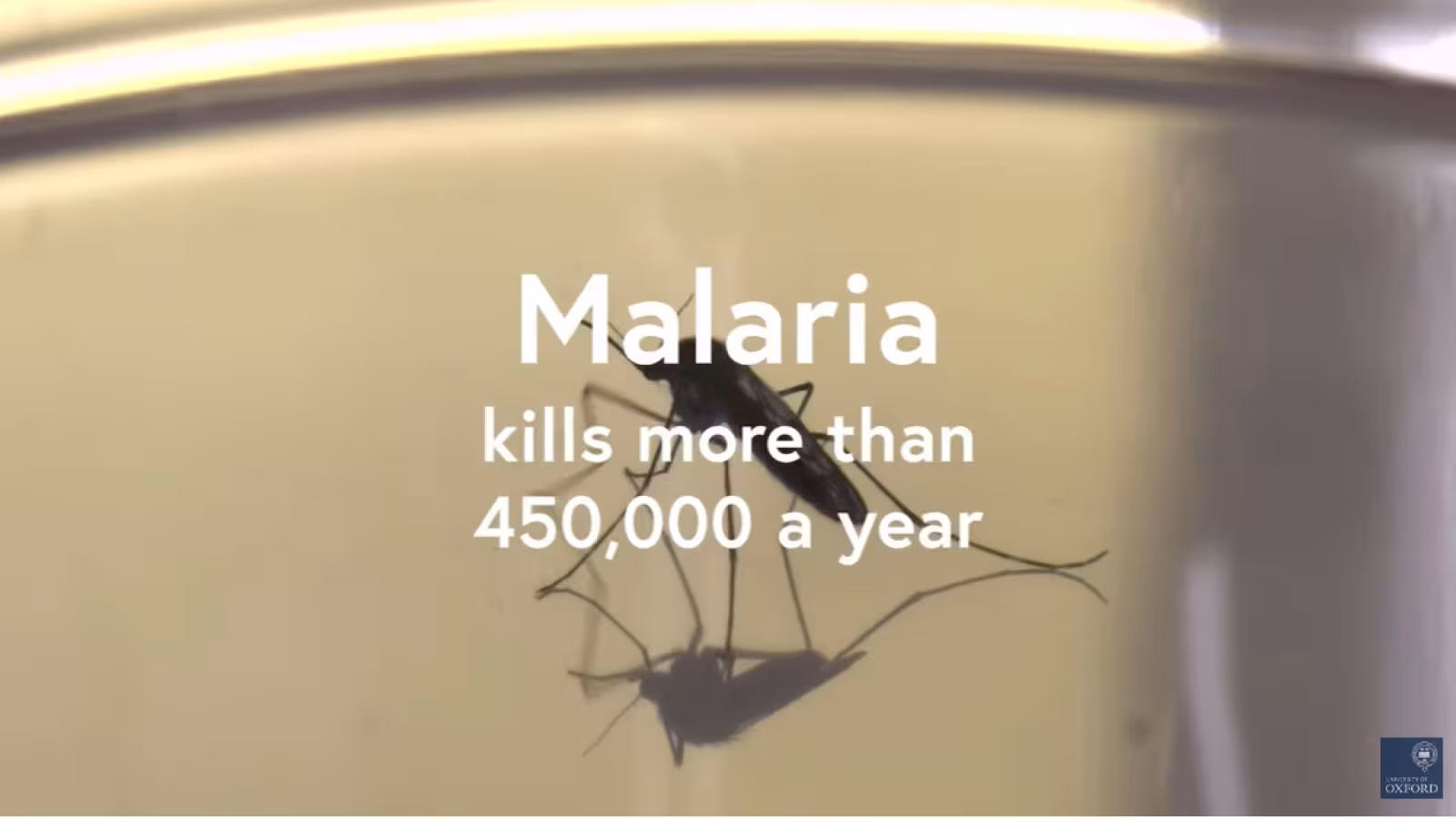 Un nouveau vaccin contre la malaria donne des résultats miracles