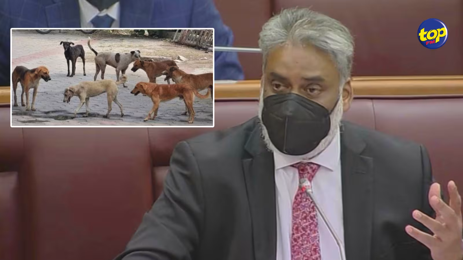 Politique du Catch and Kill : Cette pratique suspendue depuis janvier 2021…depuis septembre 2015, plus de 15 000 chiens stérilisés par la MSAW