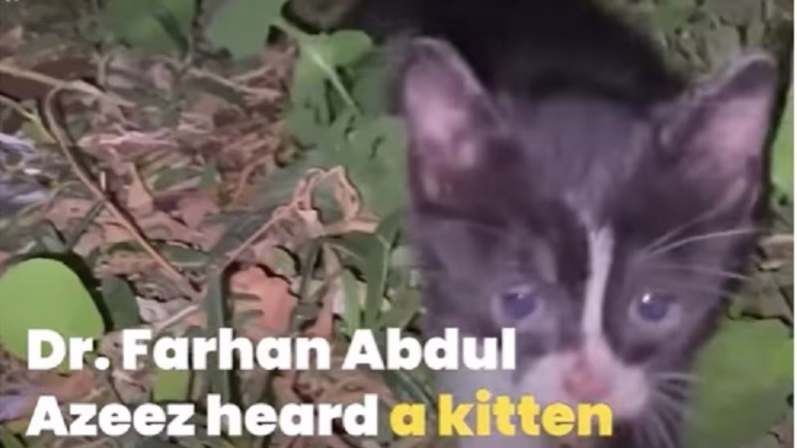 De Médine au Michigan : Un chat abandonné devient une célébrité grâce à un médecin