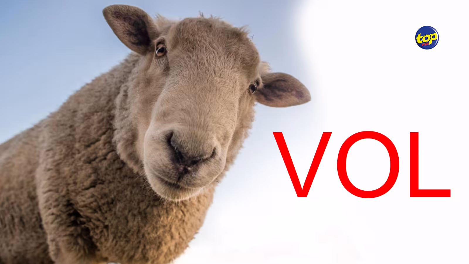 À Midlands: L’ancien directeur d’une compagnie a fermé ses portes hier en emportant tous les moutons