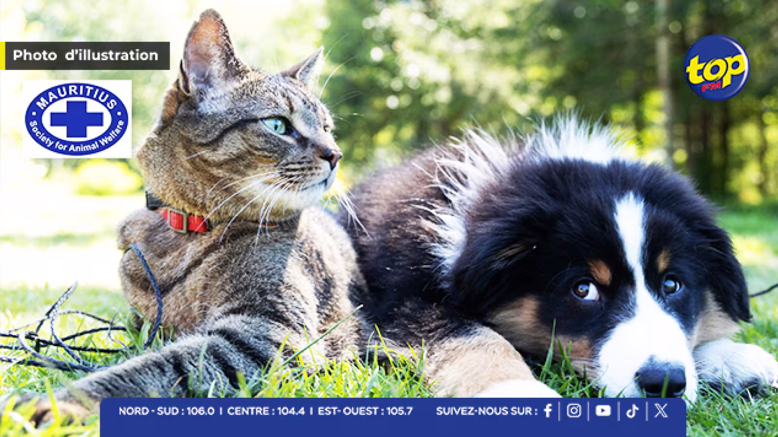 Les défenseurs des animaux réclament l’arrêt immédiat du “Catch and Kill” pratiqué par la Mauritius Society for Animal Welfare (MSAW)