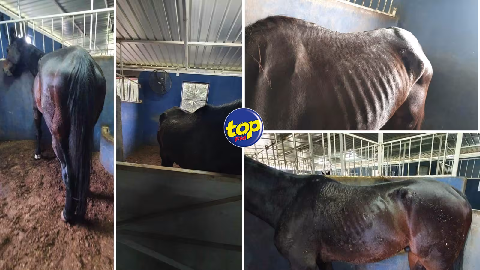 Maltraitance alléguée d’anciens chevaux de courses : La HRD initie une  enquête après s’être entretenue avec les principaux concernés, à son siège hier