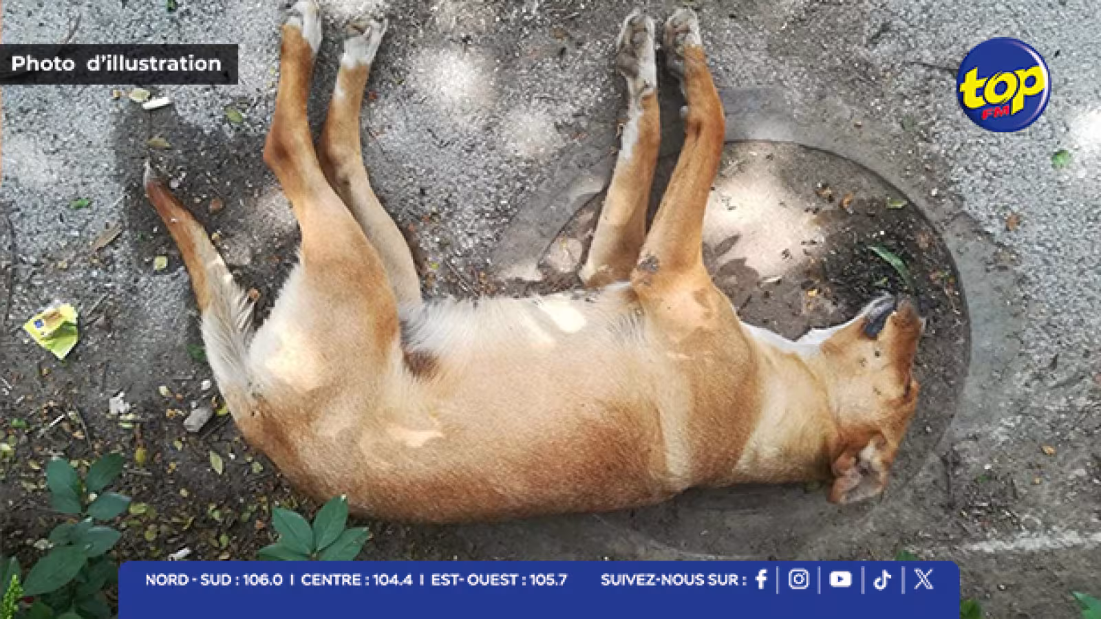 Sept chiens empoisonnés à Solitude : les défenseurs des animaux dénoncent l’absence de protocole d’intervention