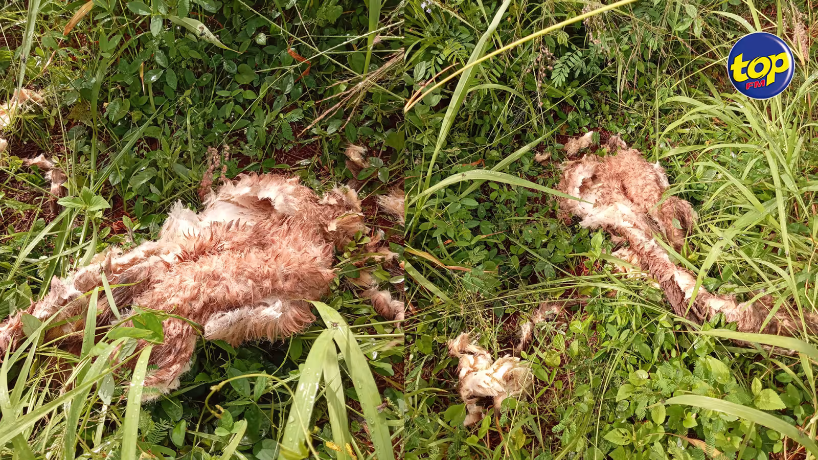 À Sorèze : De la peau de chiens retrouvée, un trafic de vente de viande de chiens soupçonné; l’ONG Quatre Tilapat a porté plainte à la police