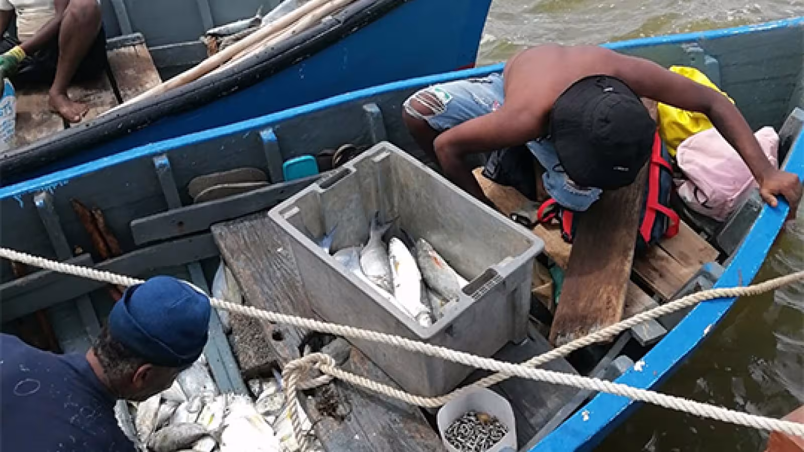 Ouverture de la pêche à la senne ce Matin : ‘Une première journée réussie avec 500 lbs de poissons, déclare Joseph St Mart