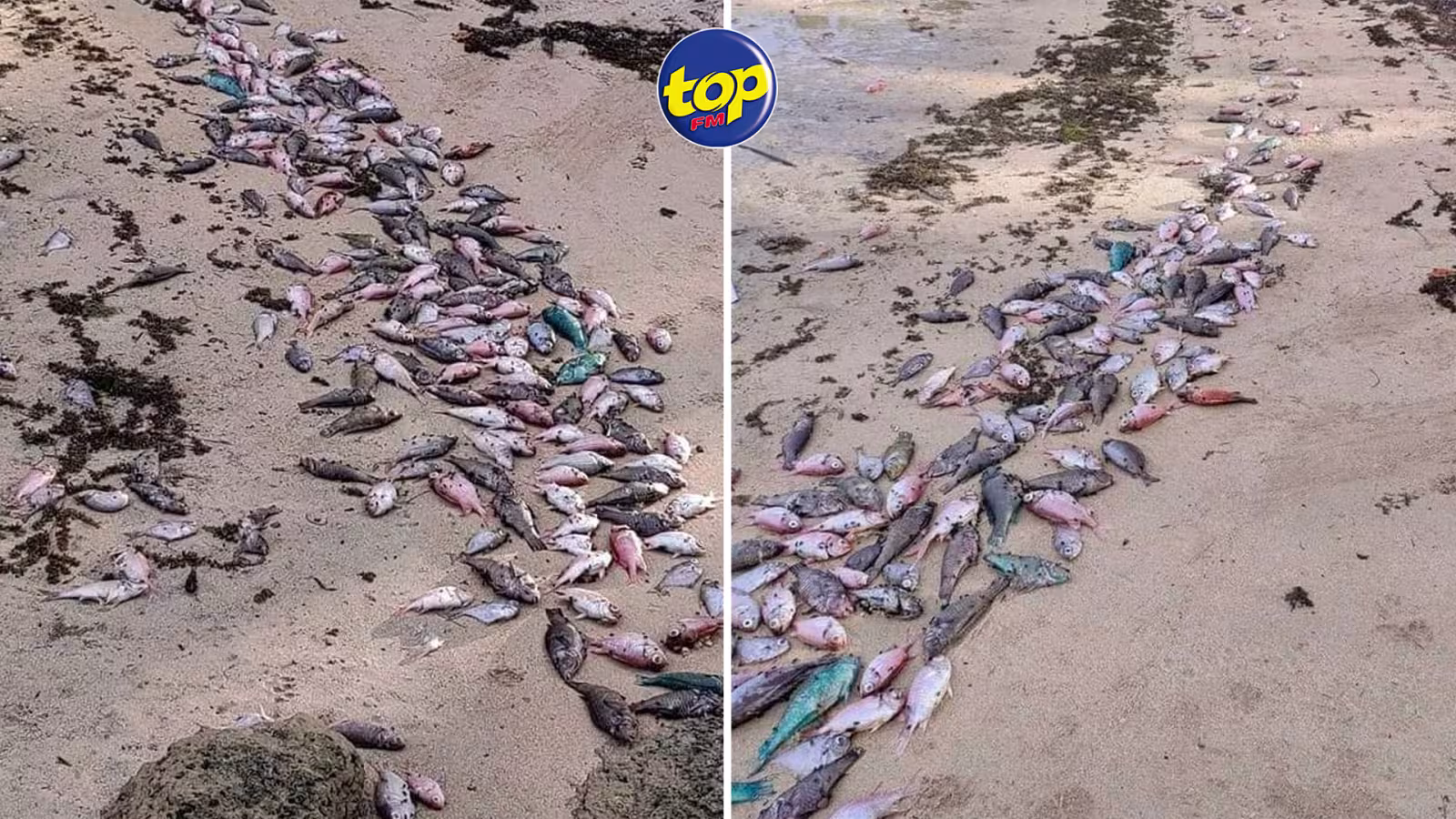 À Grand-Gaube : Plusieurs centaines de poissons retrouvés morts sur la plage