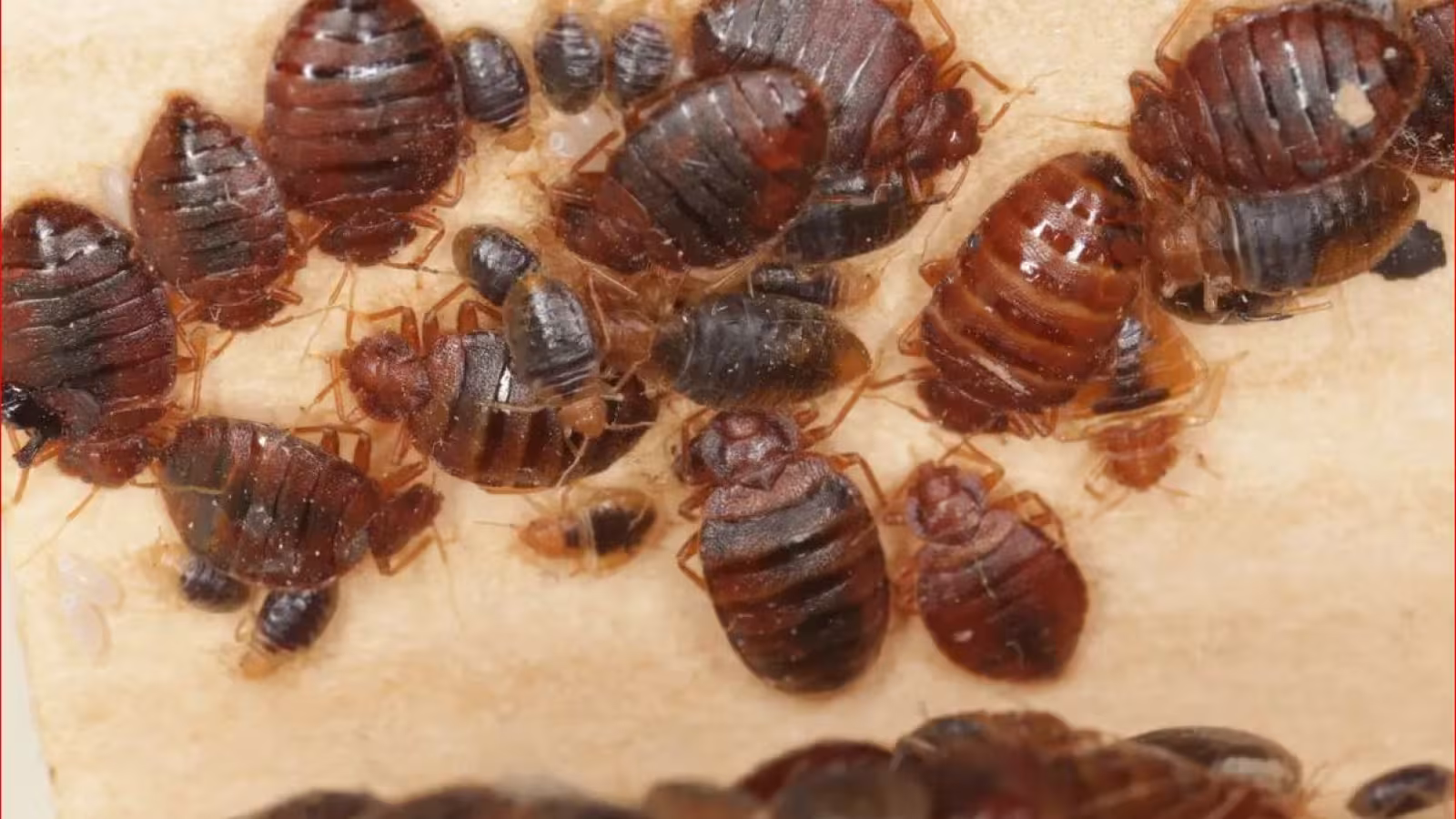 À la Quatre Bornes SSS : Des élèves déplorent une invasion de punaises