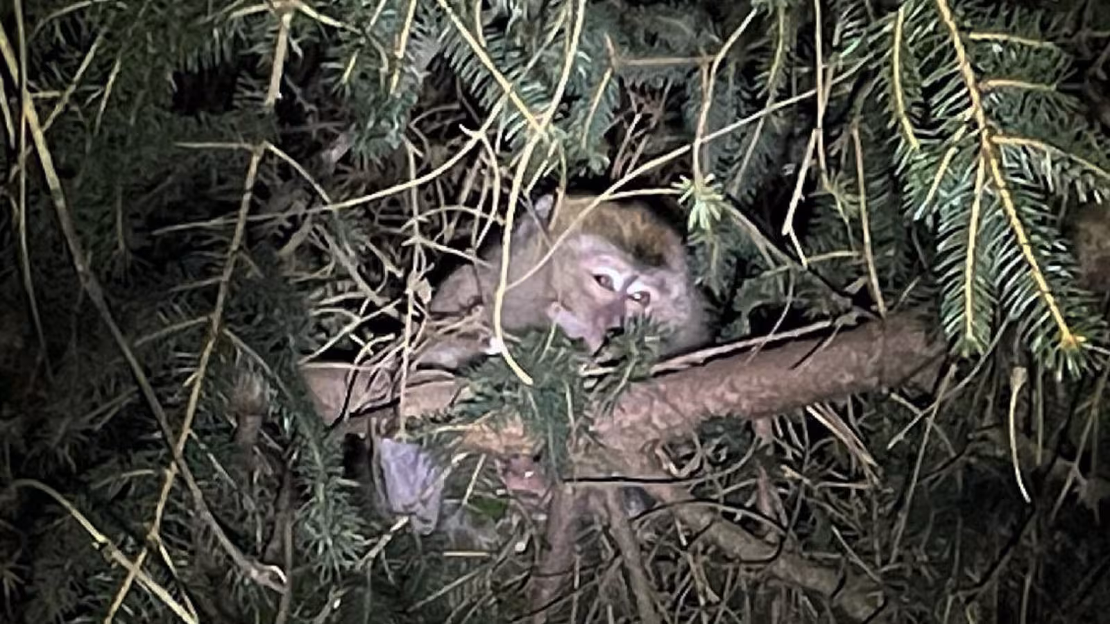 En Pennsylvanie : les 97 singes originaires de Maurice, qui se sont échappés, retrouvés par la police