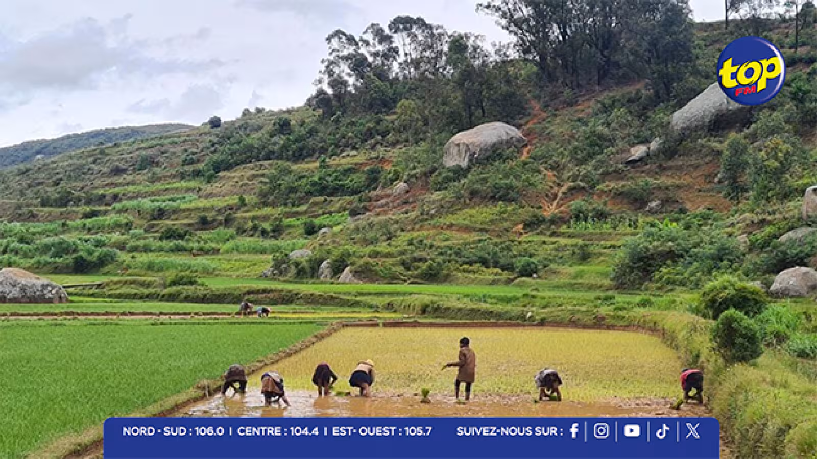 Madagascar : des semences contaminées menacent la production de riz
