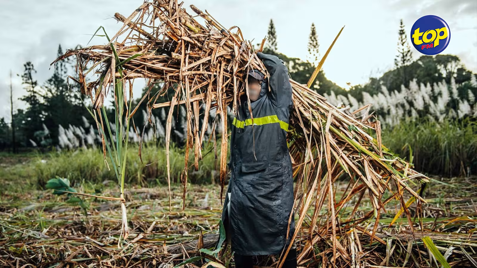 Récolte sucrière 2019 : Où sont passées les RS 25,000 la tonne promises aux planteurs ?