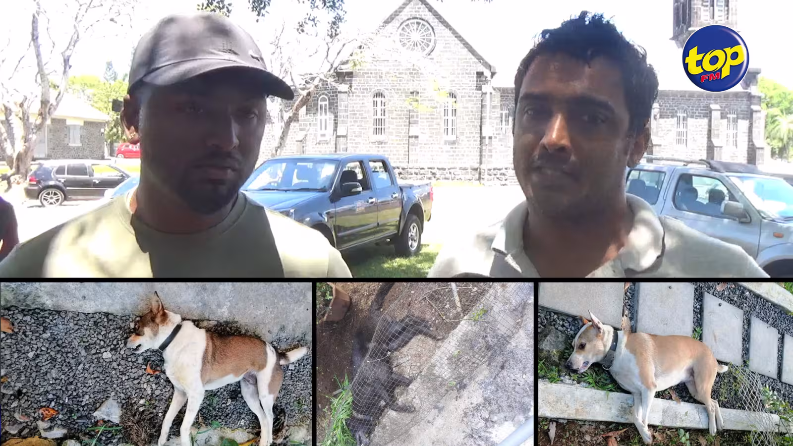 Plusieurs chiens retrouvés morts dans la région de Mesnil et de St Paul : l’activiste Sameer Goolam organise une battue pour collecter des preuves