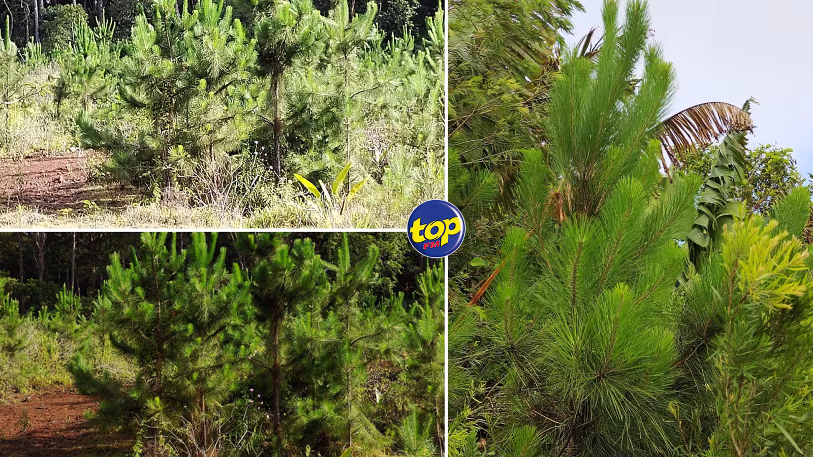Noël 2023 : Vente de sapins par le département des Bois et Forêts à Rs 200 l’unité, jusqu’au dimanche 24 décembre