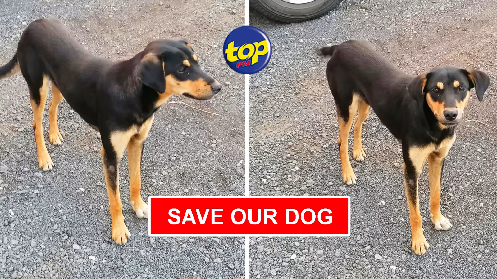 Chienne capturée ou perdue