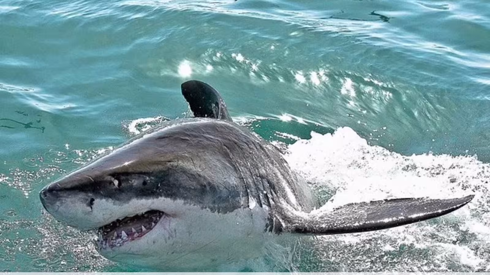 Un requin blanc a tué une femme en eau peu profonde en Afrique du Sud ce matin