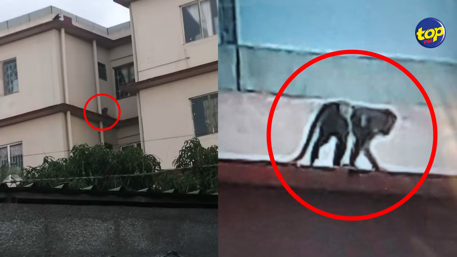À la Tour Koenig : un singe sème la terreur