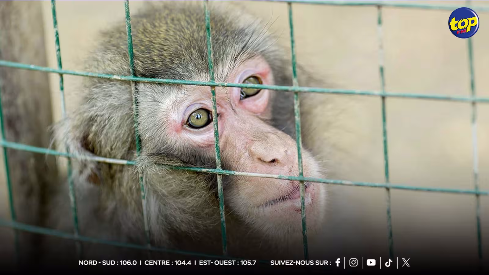 La télévision danoise compare les joueurs marocains à des singes