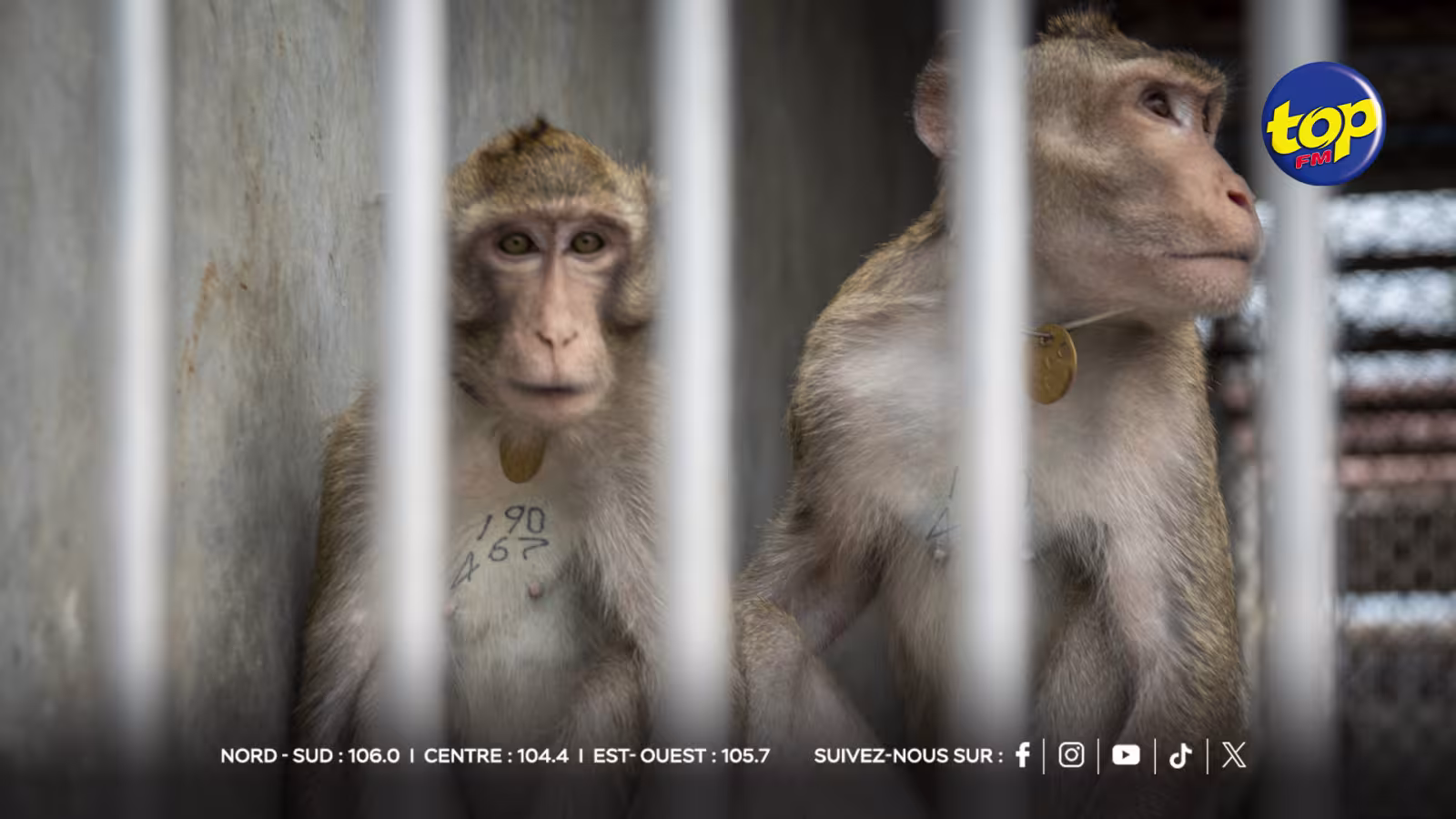 SINGES