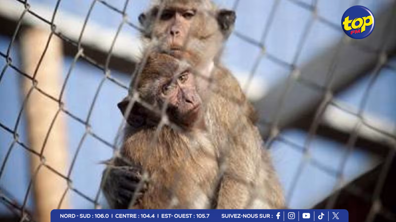 SINGE
