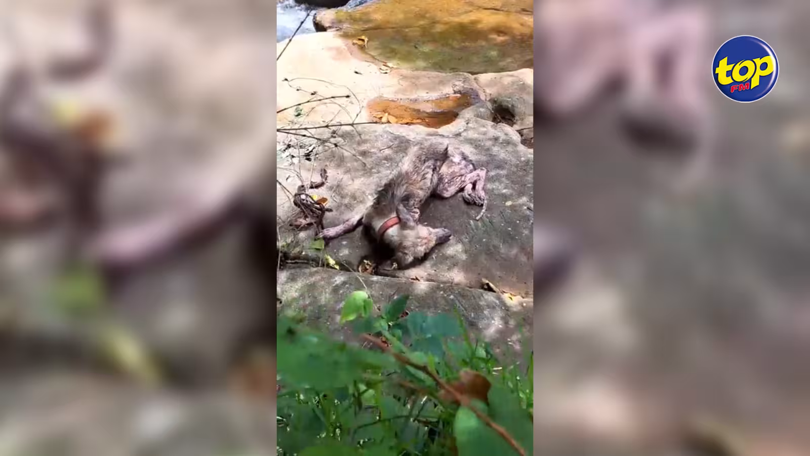 Un chien décharné abandonné près d’une rivière : « Toutou la in abat, li pas capav lever, li pas capav bouger…ne prenez pas de chien si vous ne pouvez pas vous occuper de lui », s’insurge la secouriste  PreetySaachi