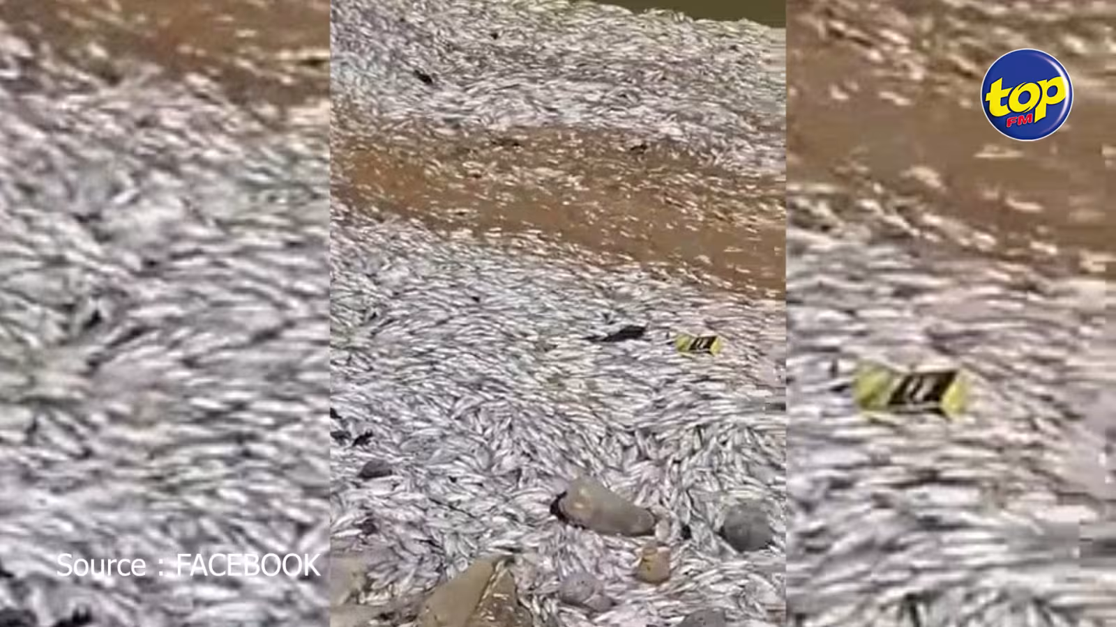 A Dagotière: Des milliers de poissons retrouvés morts dans une digue