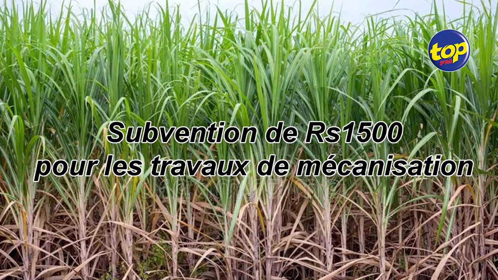 Subvention de Rs1500 pour les travaux de mécanisation :« Un must qui mérite toutefois plus de suivi » réagit l’association des petits planteurs.