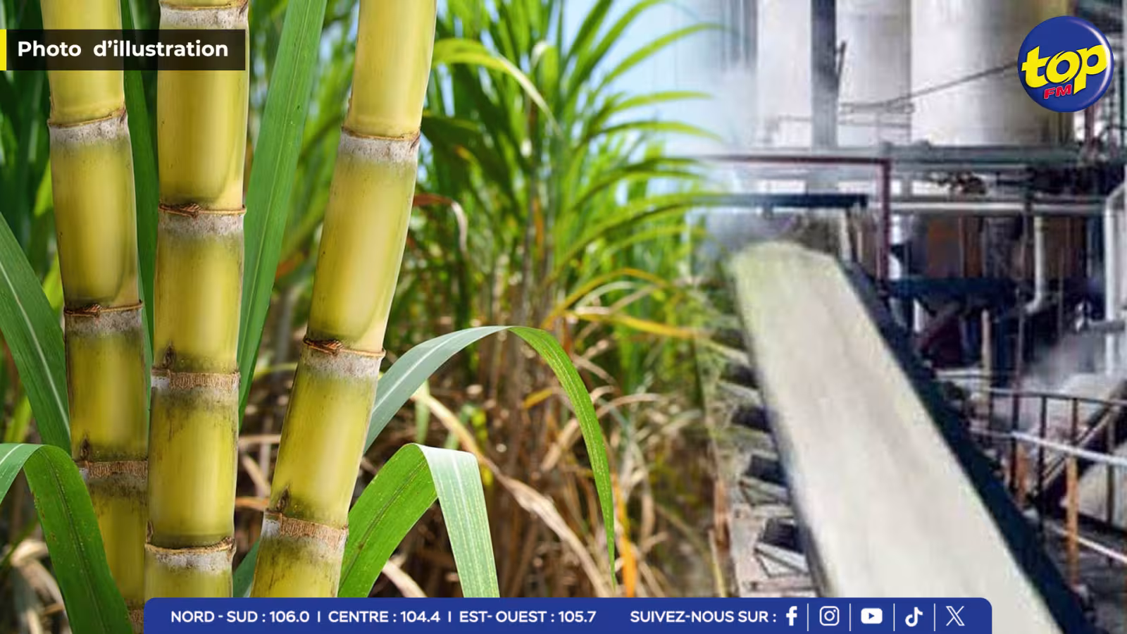 SUGARCANE