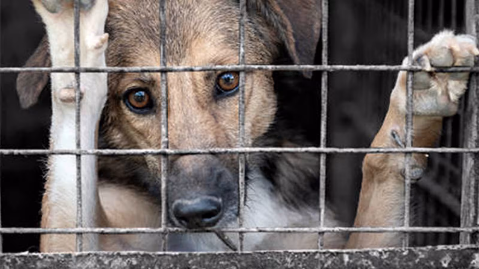 Cruauté envers les animaux : un fléau quotidien à Maurice