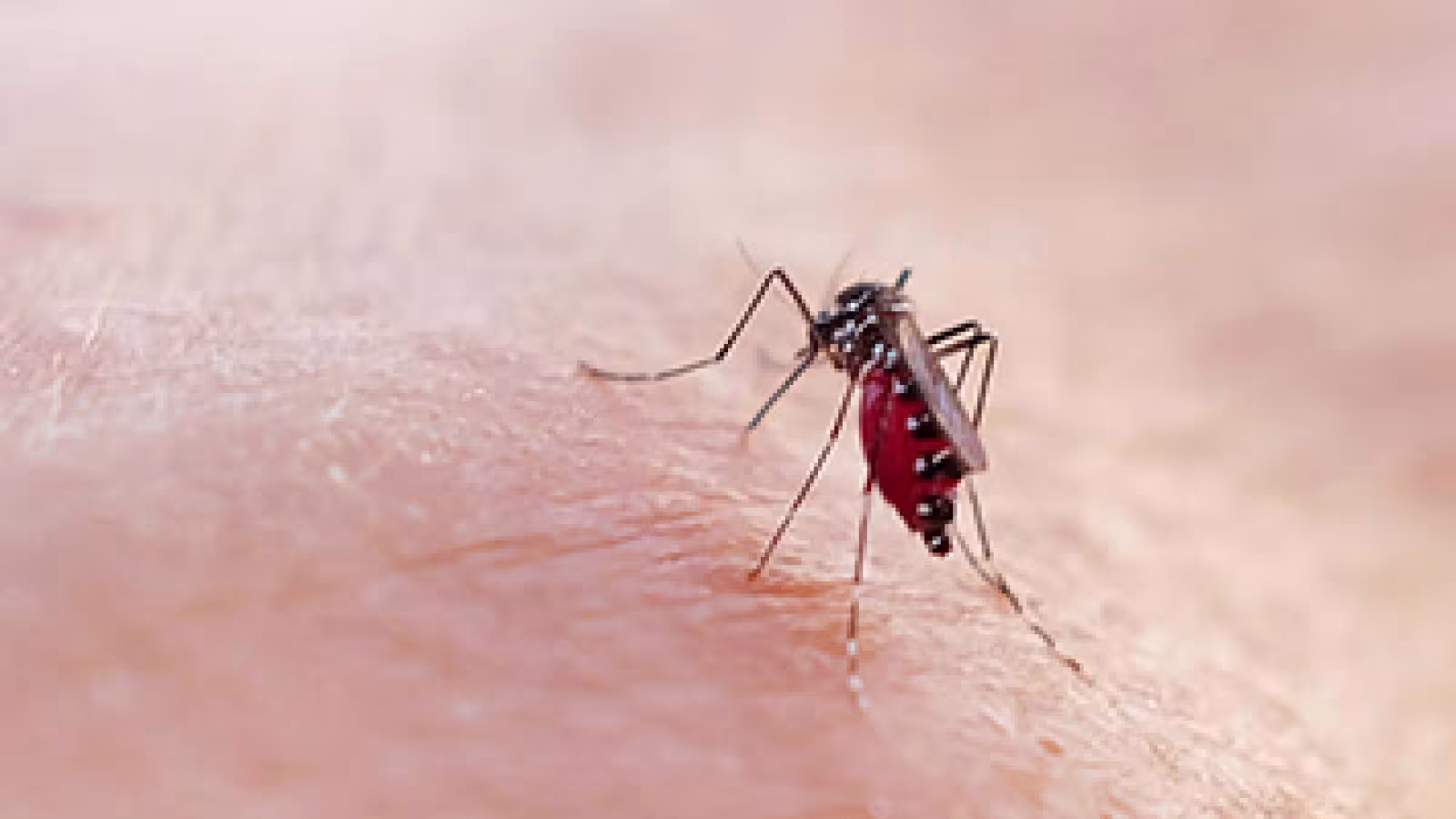 Chikungunya à La Réunion : vers l’explosion de plus de 10000 cas
