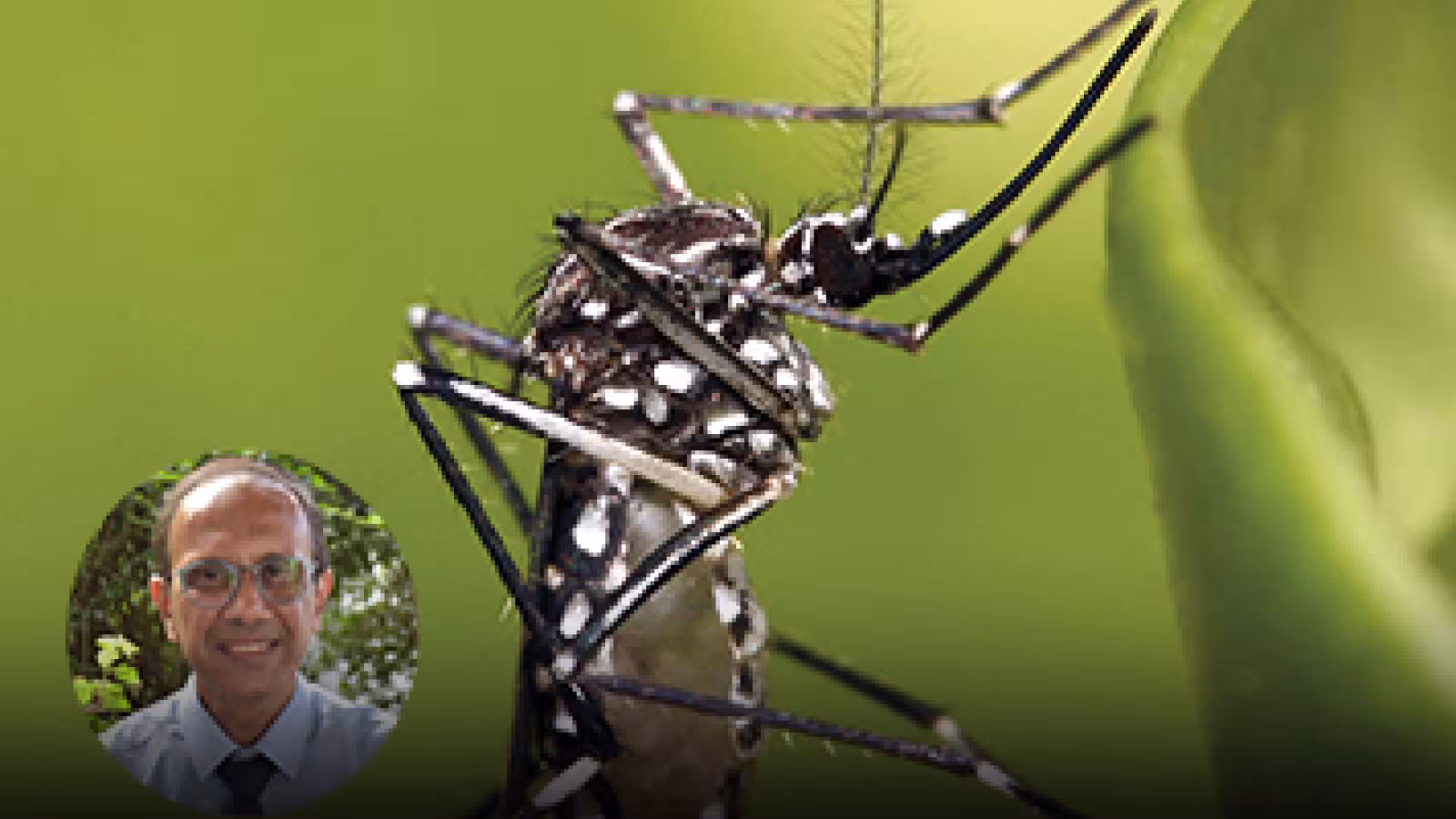 Chikungunya : deux nouveaux cas confirmés, dont un importé