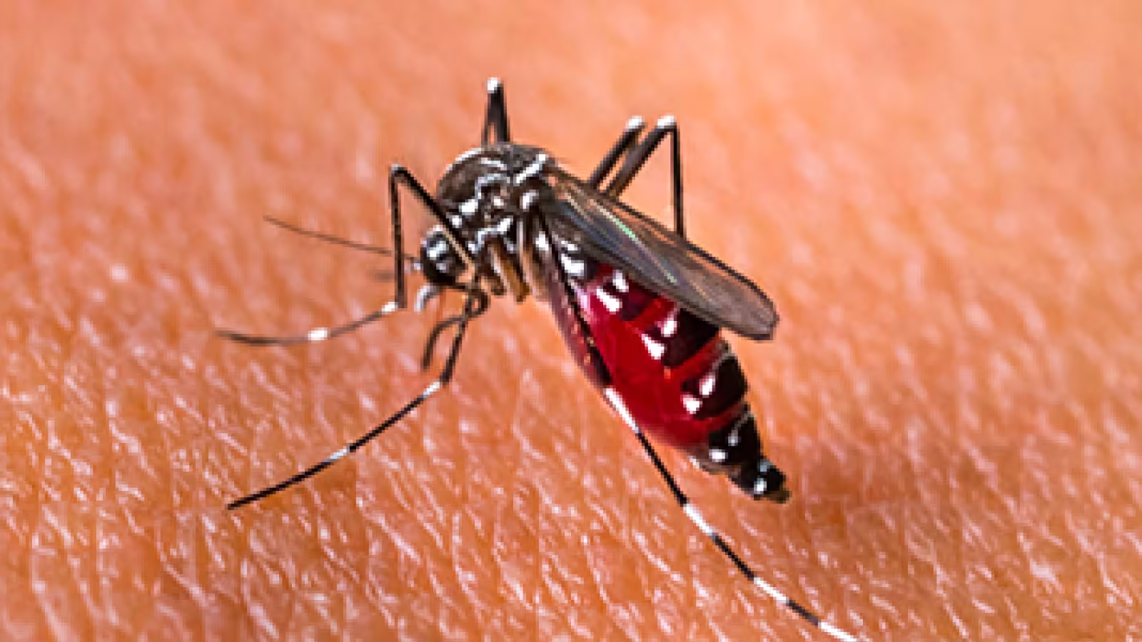 Chikungunya : 13 échantillons de sang testés, tous négatifs