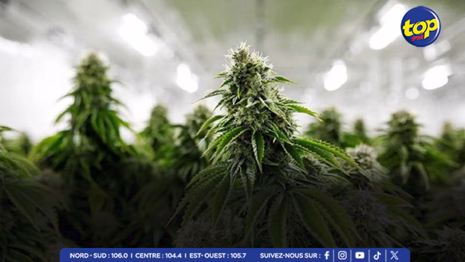 À Chamarel : 147 plants de cannabis déracinés par l’ADSU 