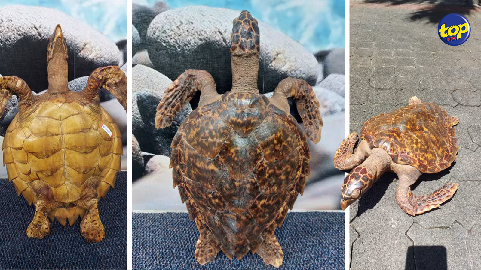 Faits divers : Un homme de 67 ans interpellé pour avoir tenté de vendre une tortue de mer empaillée à un officier du Fisheries Protection Service…