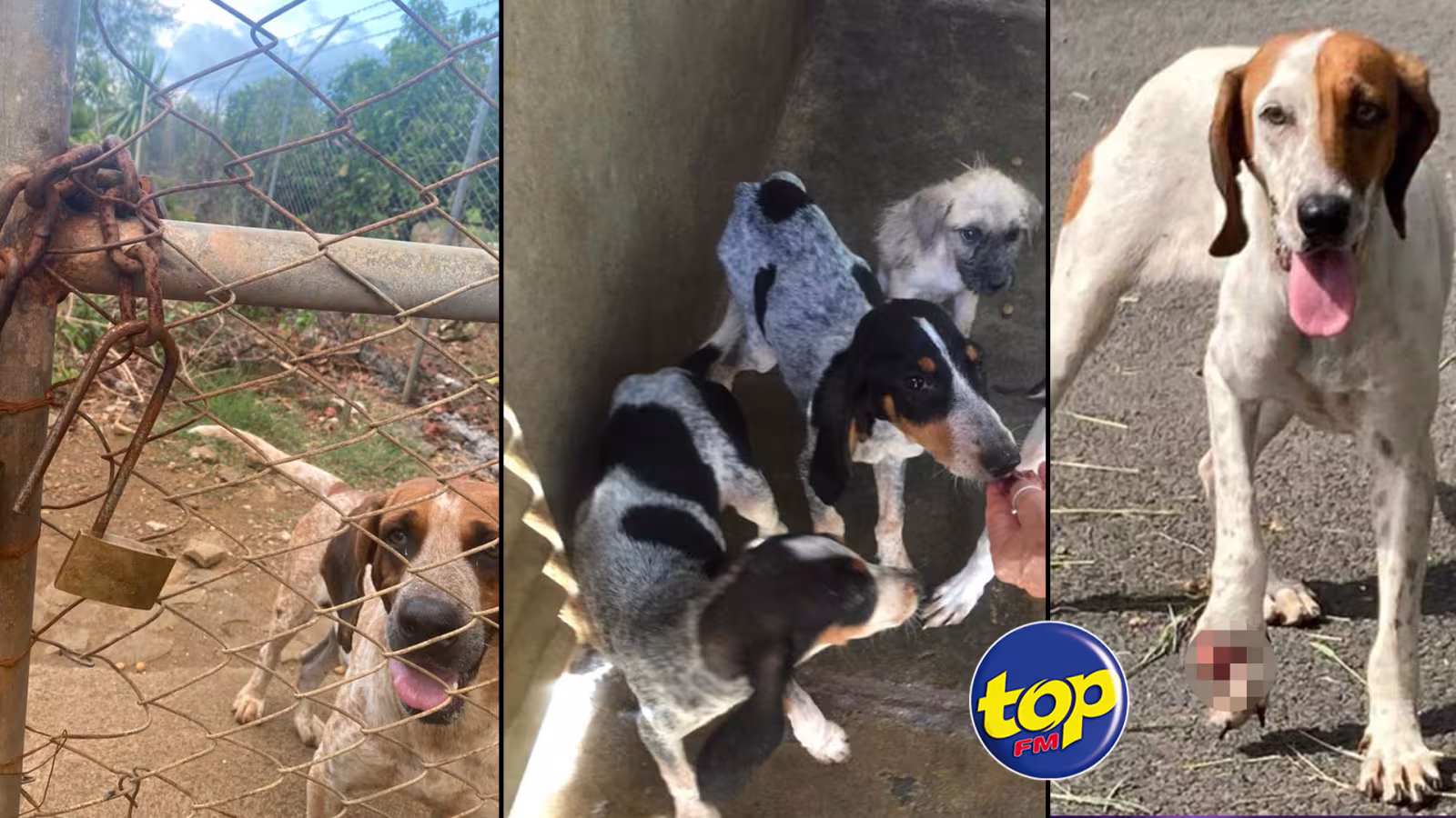 À Saint Antoine, Goodlands : Une trentaine de chiens de chasse, victime de maltraitance