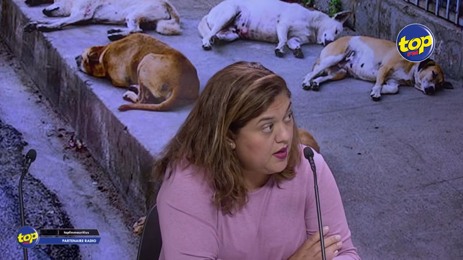 Afin de contrôler la population canine : L’aide des vétérinaires étrangers réclamée