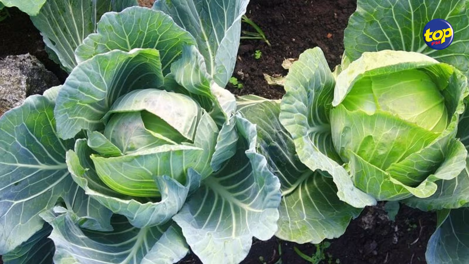 À Solferino : des choux valant Rs 100 000 emportés d’une plantation