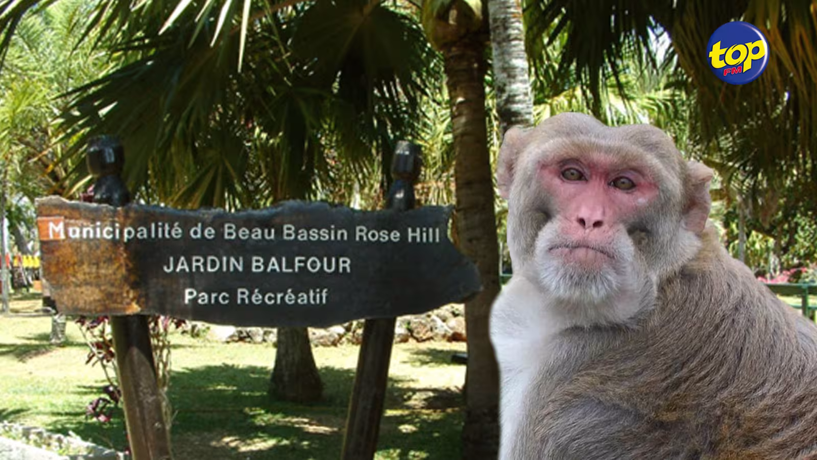 À Souillac : Un singe électrocuté, après avoir touché un câble électrique